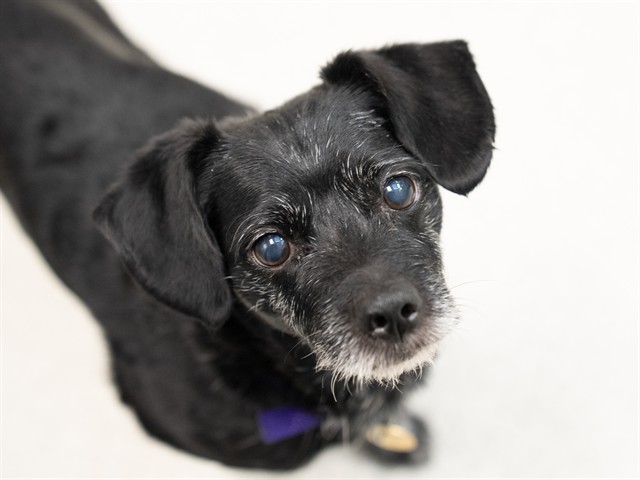 Bubba - Male - Chihuahua-Mix