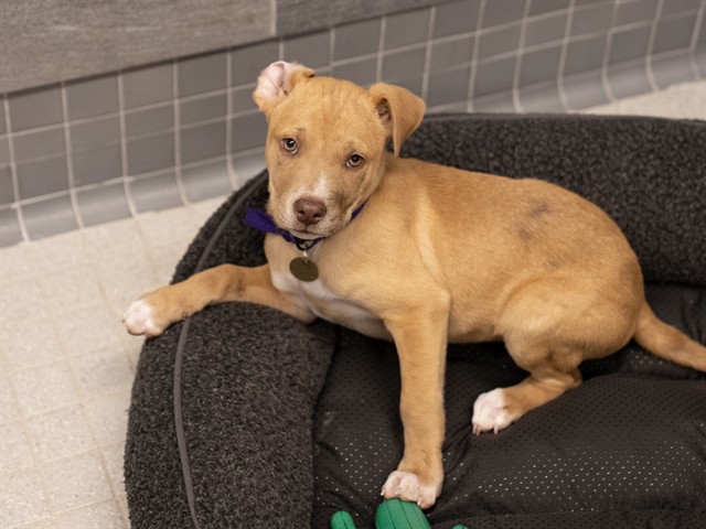 Rhett - Male - Catahoula Leopard Hound-Mix