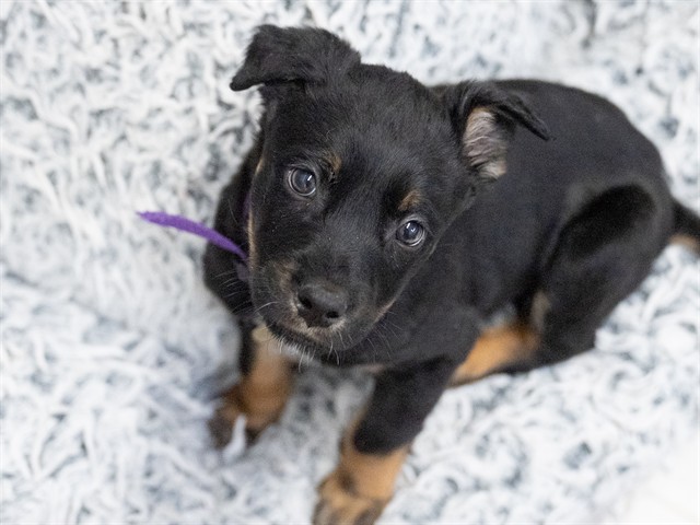 Neo - Male - Australian Cattle Dog-Mix