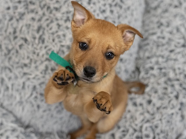 Wren - Female - Australian Cattle Dog-Mix