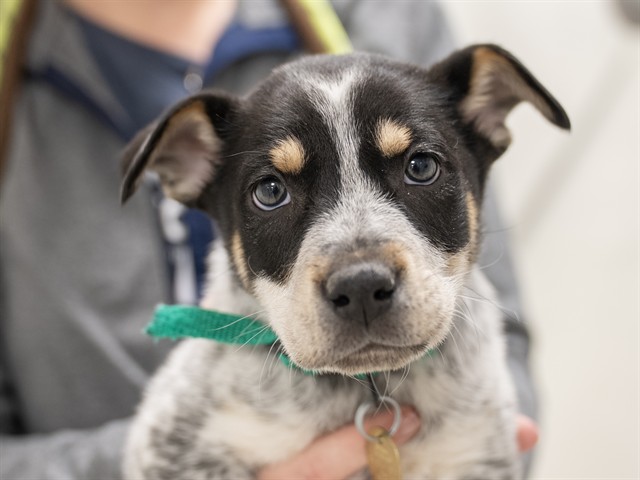 Blossom - Female - Australian Cattle Dog-Mix