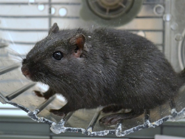 Gary - Male - Gerbil