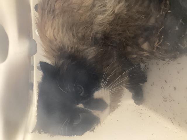  - Male - Domestic SH