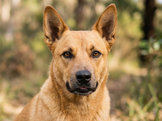 Tulip - Female - Nonspecific