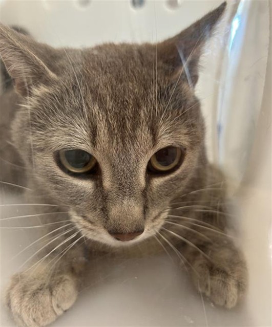  - Female - Domestic SH