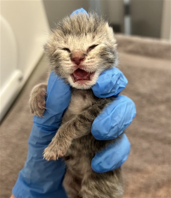  - Female - Domestic SH