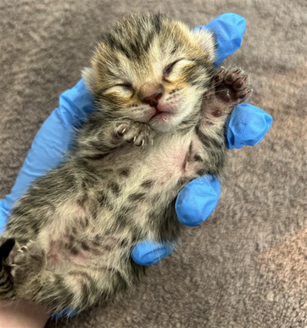  - Female - Domestic SH