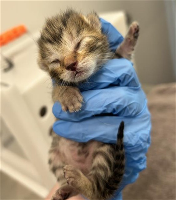  - Male - Domestic SH