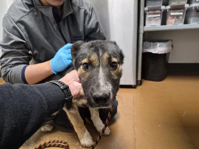  - Female - Australian Cattle Dog-Mix