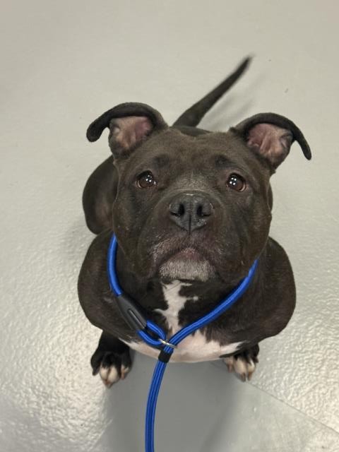  - Female - Staffordshire Bull Terrier