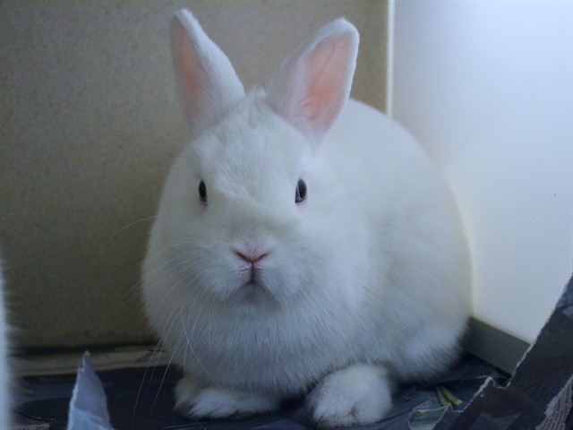 Cotton Girl - Female - Dwarf