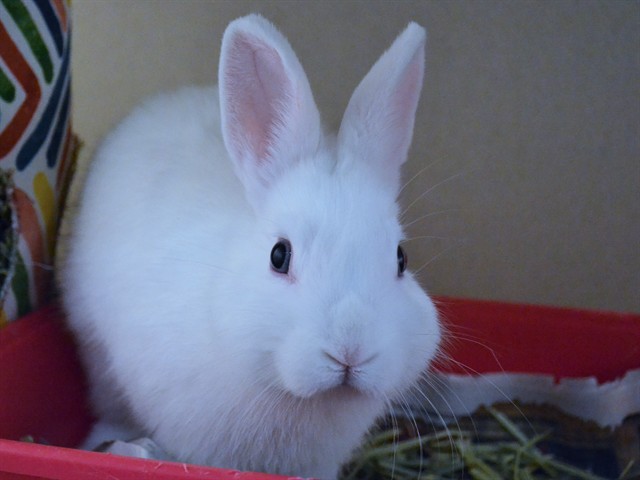 Candy Girl - Female - Dwarf