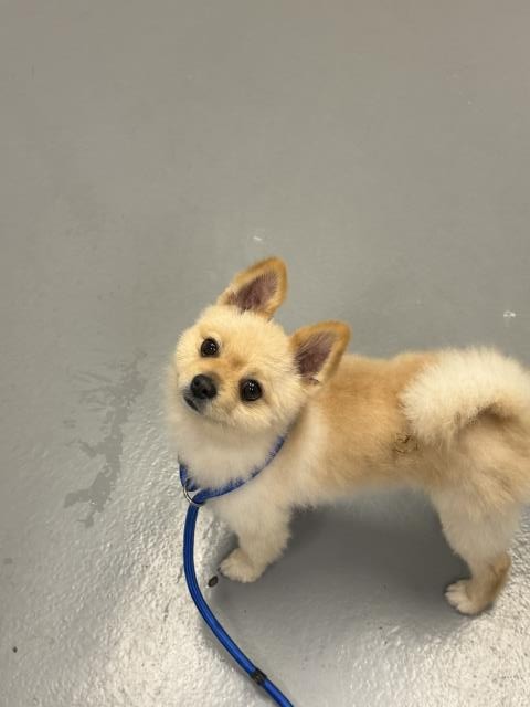  - Male - Pomeranian