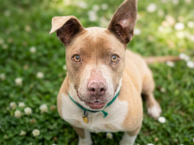 Jada - Female - Pit Bull
