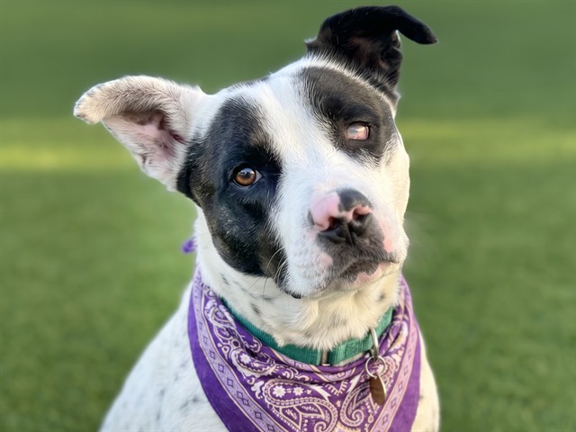 Trixie - Female - Australian Cattle Dog-Mix