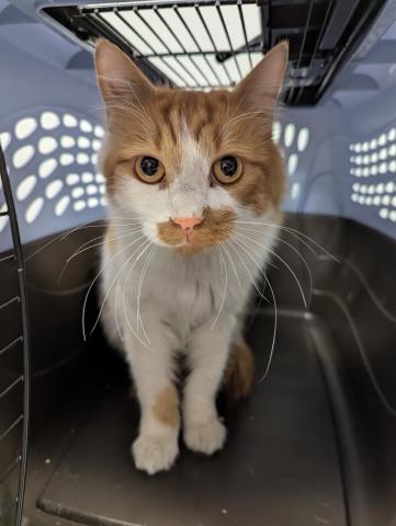 Mr. Kitty - Male - Domestic SH