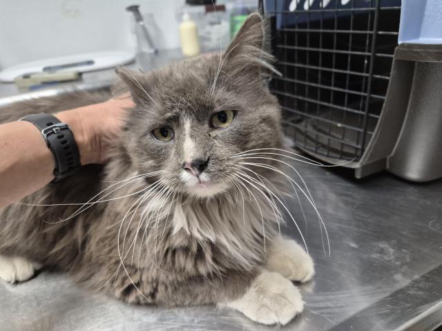 Aaron - Male - Domestic LH