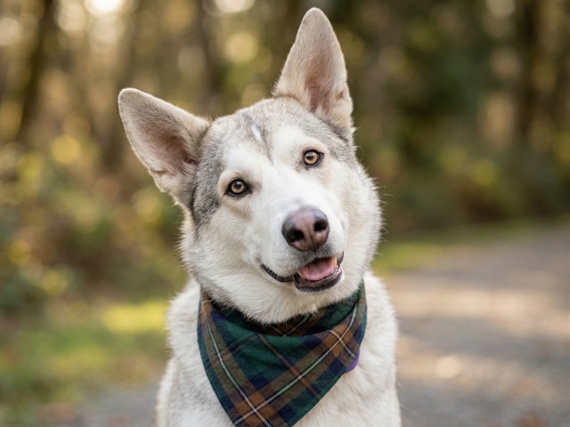 Moose - Male - Siberian Husky