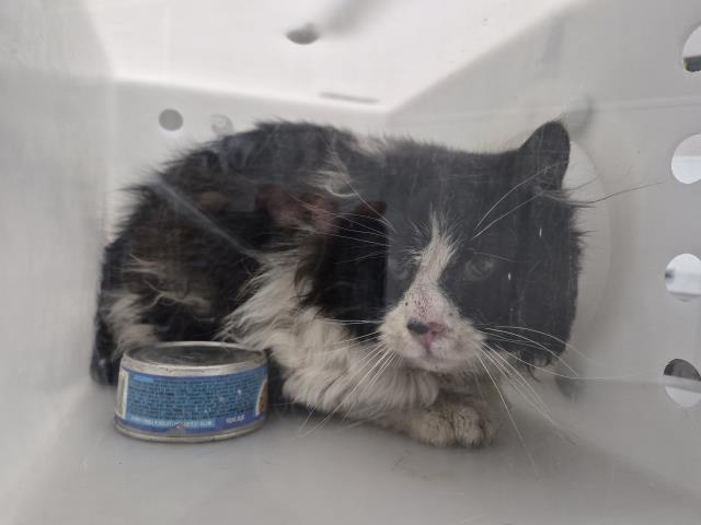  - Unknown - Domestic MH