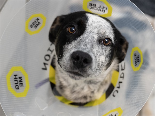 Rollie - Male - Australian Cattle Dog-Mix