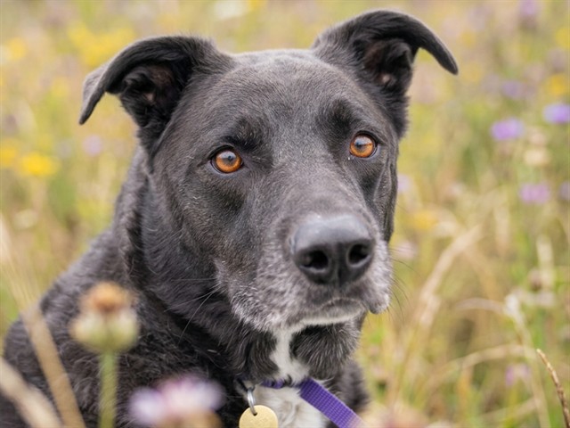 Kovu - Male - Border Collie