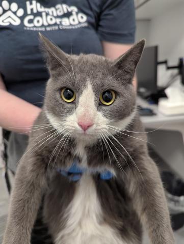  - Female - Domestic SH