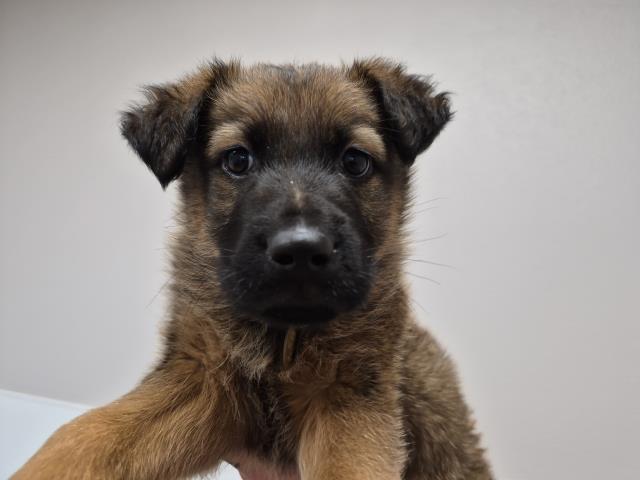 Kenai - Male - Belgian Malinois-Mix