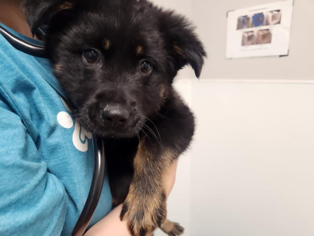 Nita - Female - German Shepherd-Mix