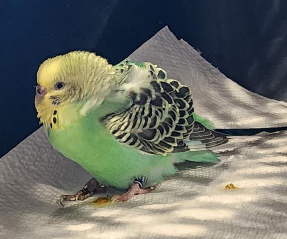  - Unknown - Parakeet