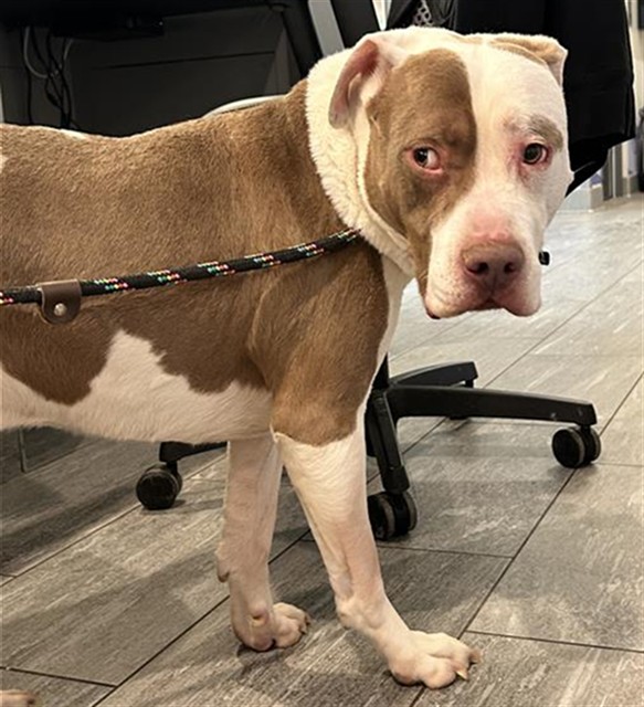 Hugo - Male - Pit Bull