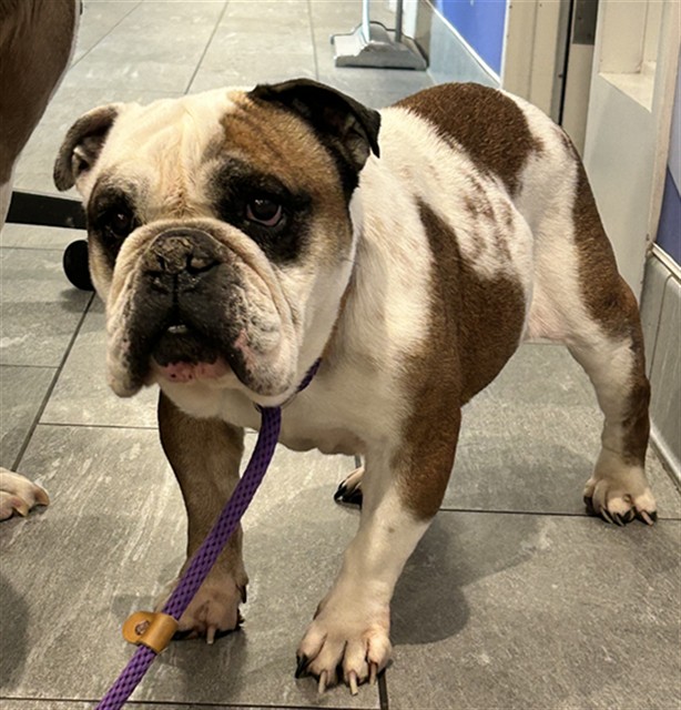 Ingrid - Female - English Bulldog