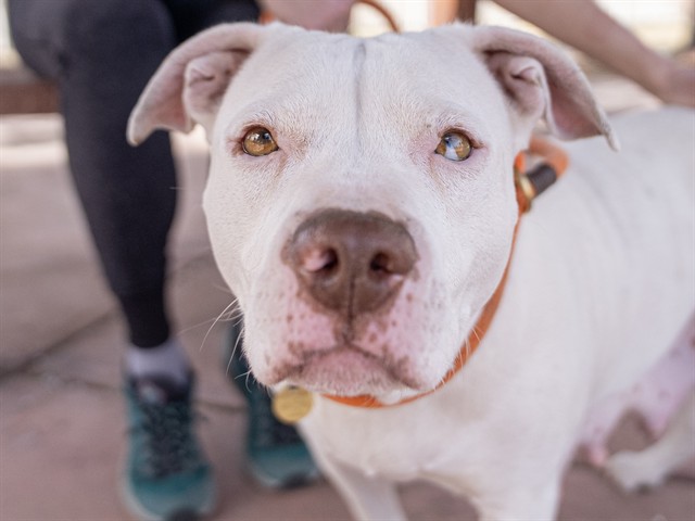 Lady - Female - Pit Bull