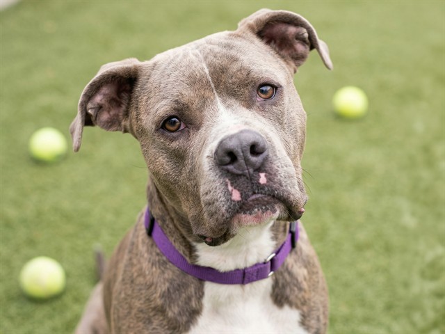 Tykon - Male - Boxer-Pit Bull