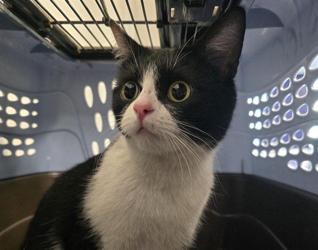 Stout - Female - Domestic SH