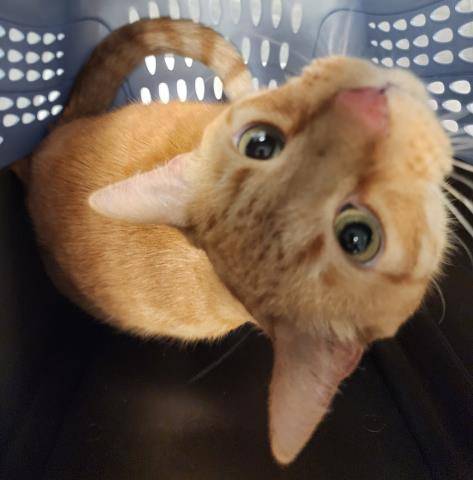 Sushi - Male - Domestic SH