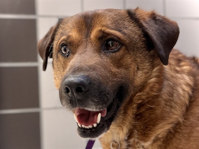 Benny - Male - Nonspecific