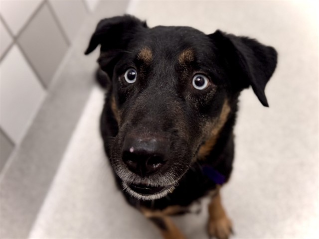 Bennet - Male - German Shepherd-Mix