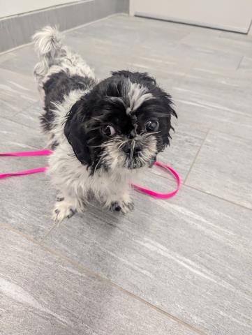 Peridot - Female - Pekingese-Shih Tzu