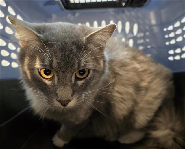 Genevieve - Female - Domestic SH