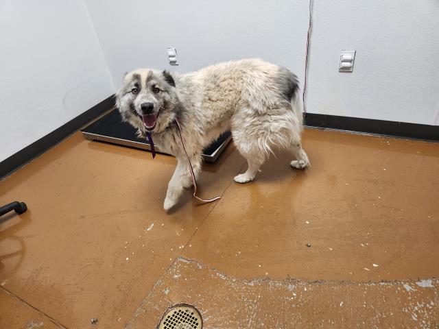 Russell - Male - Anatolian-Australian Shepherd