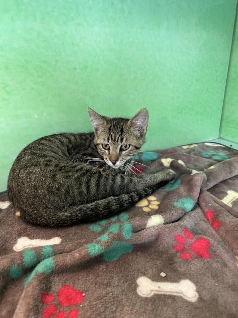 Shallot - Male - Domestic SH
