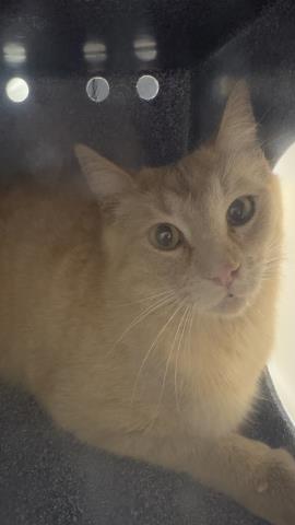 Salsa - Female - Domestic SH