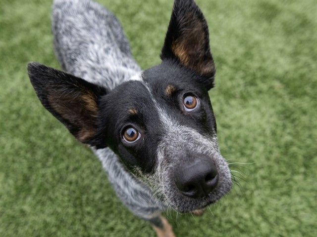 Titus - Male - Australian Cattle Dog
