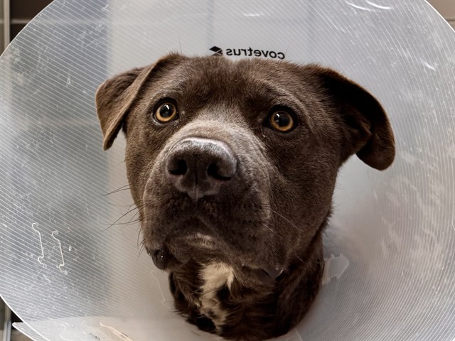 Zeus - Male - Pit Bull