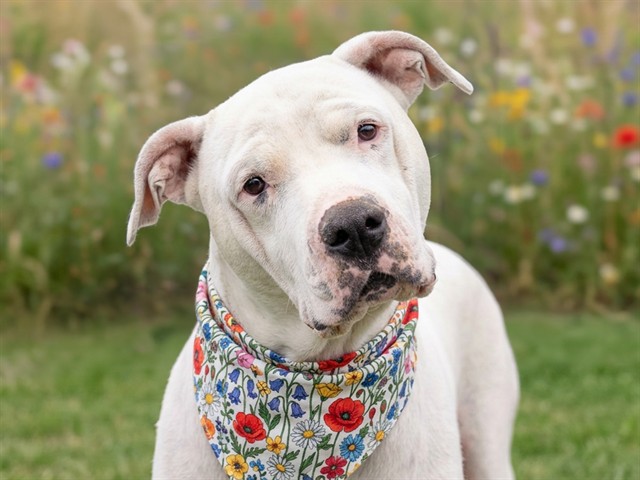 Aspen - Female - Dogo Argentino