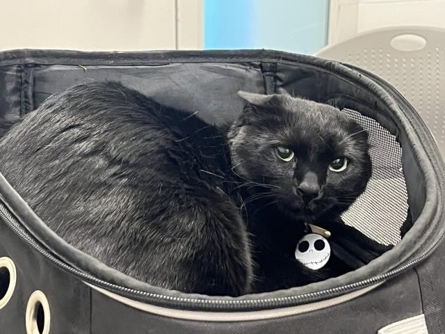  - Unknown - Domestic SH