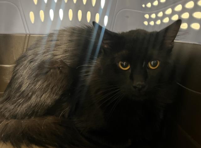 Joan Jett - Female - Domestic MH