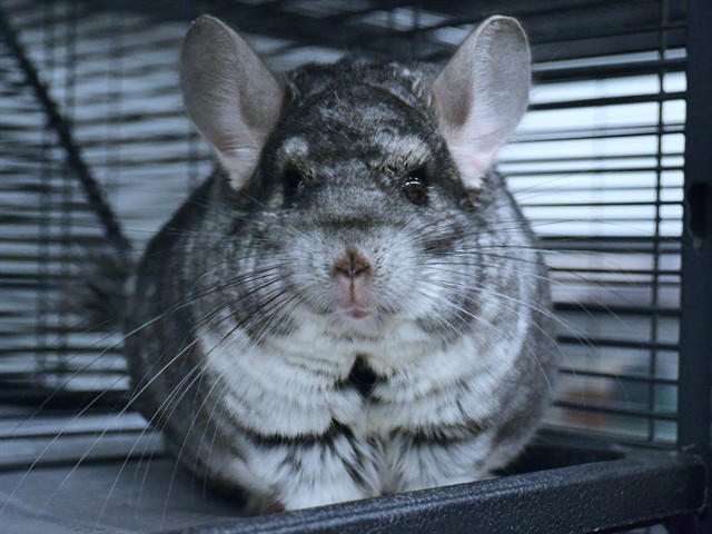 Dumbo - Female - Chinchilla