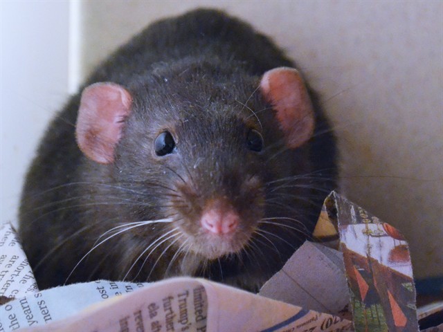 Shadow - Male - Rat