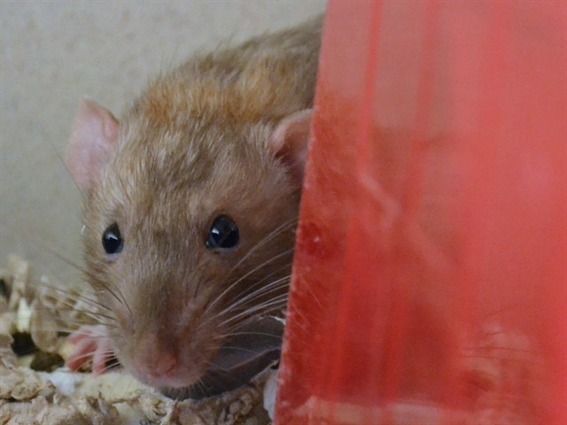 Remy - Male - Rat
